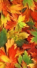 Scaricare immagine Background,Leaves,Autumn sul telefono gratis.