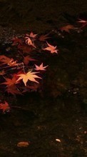 Scaricare immagine Background,Leaves,Autumn sul telefono gratis.