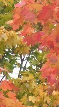 Scaricare immagine 240x320 Backgrounds, Autumn, Leaves sul telefono gratis.