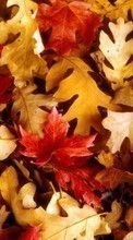 Scaricare immagine Backgrounds, Autumn, Leaves sul telefono gratis.