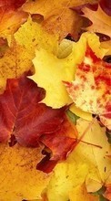 Scaricare immagine Backgrounds, Autumn, Leaves sul telefono gratis.
