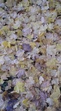 Scaricare immagine Plants, Backgrounds, Autumn, Leaves sul telefono gratis.