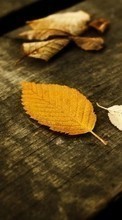 Scaricare immagine Background, Leaves, Autumn, Plants sul telefono gratis.