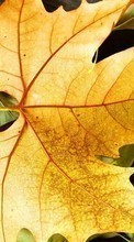 Scaricare immagine Background, Leaves, Autumn, Plants sul telefono gratis.