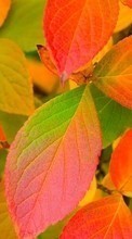 Scaricare immagine Plants, Backgrounds, Autumn, Leaves sul telefono gratis.