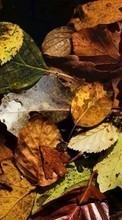 Scaricare immagine 320x240 Plants, Backgrounds, Autumn, Leaves sul telefono gratis.
