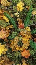Scaricare immagine 128x160 Plants, Backgrounds, Leaves, Ferns sul telefono gratis.