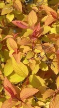 Scaricare immagine 800x480 Plants, Backgrounds, Leaves sul telefono gratis.