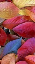 Scaricare immagine Plants, Backgrounds, Leaves sul telefono gratis.