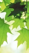 Scaricare immagine Background, Leaves, Plants sul telefono gratis.