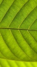 Scaricare immagine Background,Leaves,Plants sul telefono gratis.