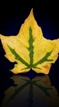 Scaricare immagine Plants, Leaves, Objects sul telefono gratis.