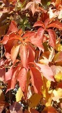 Scaricare immagine Plants, Backgrounds, Leaves sul telefono gratis.