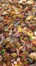 Scaricare immagine 320x240 Plants, Backgrounds, Leaves sul telefono gratis.