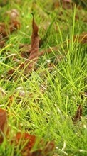 Scaricare immagine 320x480 Plants, Grass, Backgrounds, Leaves sul telefono gratis.