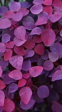 Scaricare immagine Background, Leaves, Plants, Animals sul telefono gratis.