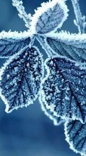 Scaricare immagine Background, Leaves, Snow, Winter sul telefono gratis.