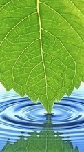 Scaricare immagine Background, Leaves, Water sul telefono gratis.