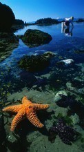 Scaricare immagine 1024x768 Background, Sea, Starfish, Water, Animals sul telefono gratis.