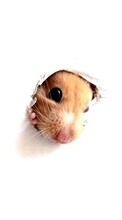 Scaricare immagine Background,Mice,Animals sul telefono gratis.