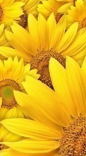 Scaricare immagine Plants, Backgrounds, Sunflowers sul telefono gratis.