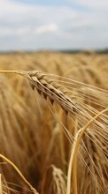 Scaricare immagine Background, Fields, Wheat, Plants sul telefono gratis.