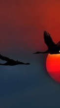 Scaricare immagine Background, Birds, Sunset, Cranes sul telefono gratis.