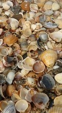 Scaricare immagine Background,Shells sul telefono gratis.
