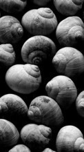 Scaricare immagine Background, Shells, Snails sul telefono gratis.