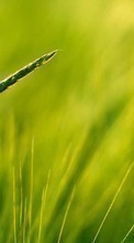 Scaricare immagine Plants, Grass, Backgrounds sul telefono gratis.
