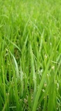 Scaricare immagine Plants, Grass, Backgrounds sul telefono gratis.