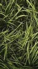 Scaricare immagine 540x960 Plants, Grass, Backgrounds sul telefono gratis.