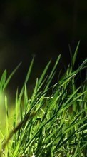 Scaricare immagine Background, Plants, Grass sul telefono gratis.