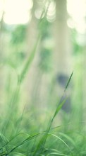 Scaricare immagine Background, Plants, Grass sul telefono gratis.