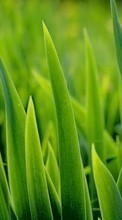 Scaricare immagine 540x960 Plants, Grass, Backgrounds sul telefono gratis.