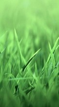 Scaricare immagine 240x320 Plants, Grass, Backgrounds sul telefono gratis.