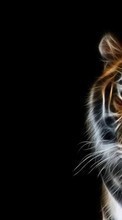 Scaricare immagine Background,Pictures,Tigers,Animals sul telefono gratis.