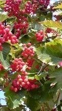 Scaricare immagine Plants, Fruits, Berries sul telefono gratis.