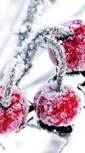 Scaricare immagine Fruits, Berries, Plants, Winter sul telefono gratis.