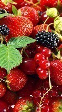 Scaricare immagine Fruits, Strawberry, Plants, Currant, Blackberry sul telefono gratis.