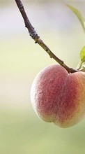 Scaricare immagine Fruits,Peaches,Plants sul telefono gratis.