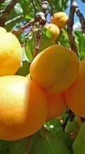 Scaricare immagine Fruits,Peaches,Plants sul telefono gratis.