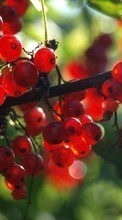 Scaricare immagine Fruits, Plants, Currant sul telefono gratis.