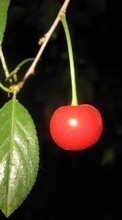 Scaricare immagine Fruits, Plants, Cherry sul telefono gratis.