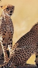 Scaricare immagine Animals, Cheetah sul telefono gratis.