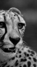 Scaricare immagine Cheetah, Animals sul telefono gratis.