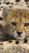 Scaricare immagine 240x320 Animals, Cheetah sul telefono gratis.