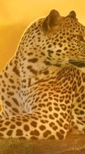 Scaricare immagine Cheetah, Animals sul telefono gratis.