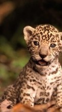Cheetah, Animals per Sony Xperia Tablet Z