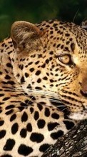 Cheetah, Animals per Samsung Galaxy Note 5